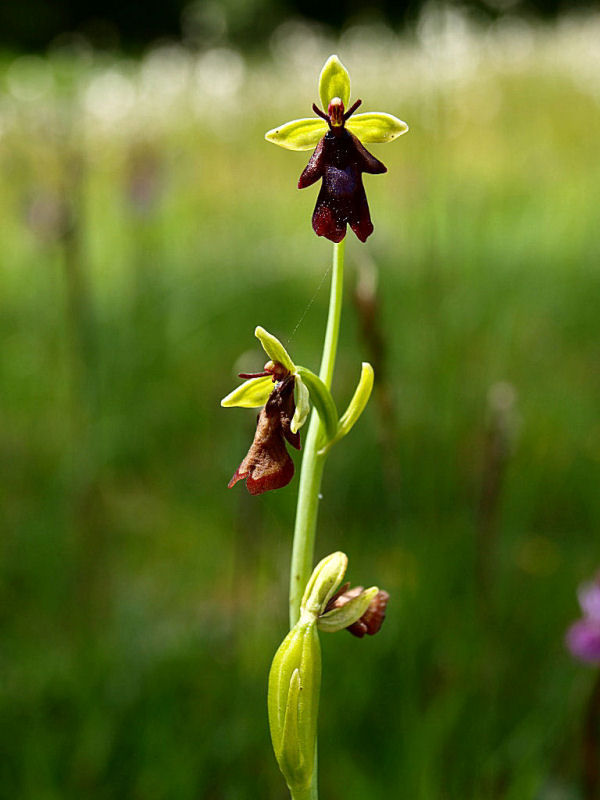 Ophrys insectifera